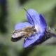 Zone libre Hyménoptera, jardiner avec les insectes