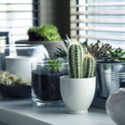 Les plantes d’intérieur