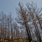 Reconstruire l’après-incendie, les forêts françaises face au défi du changement climatique